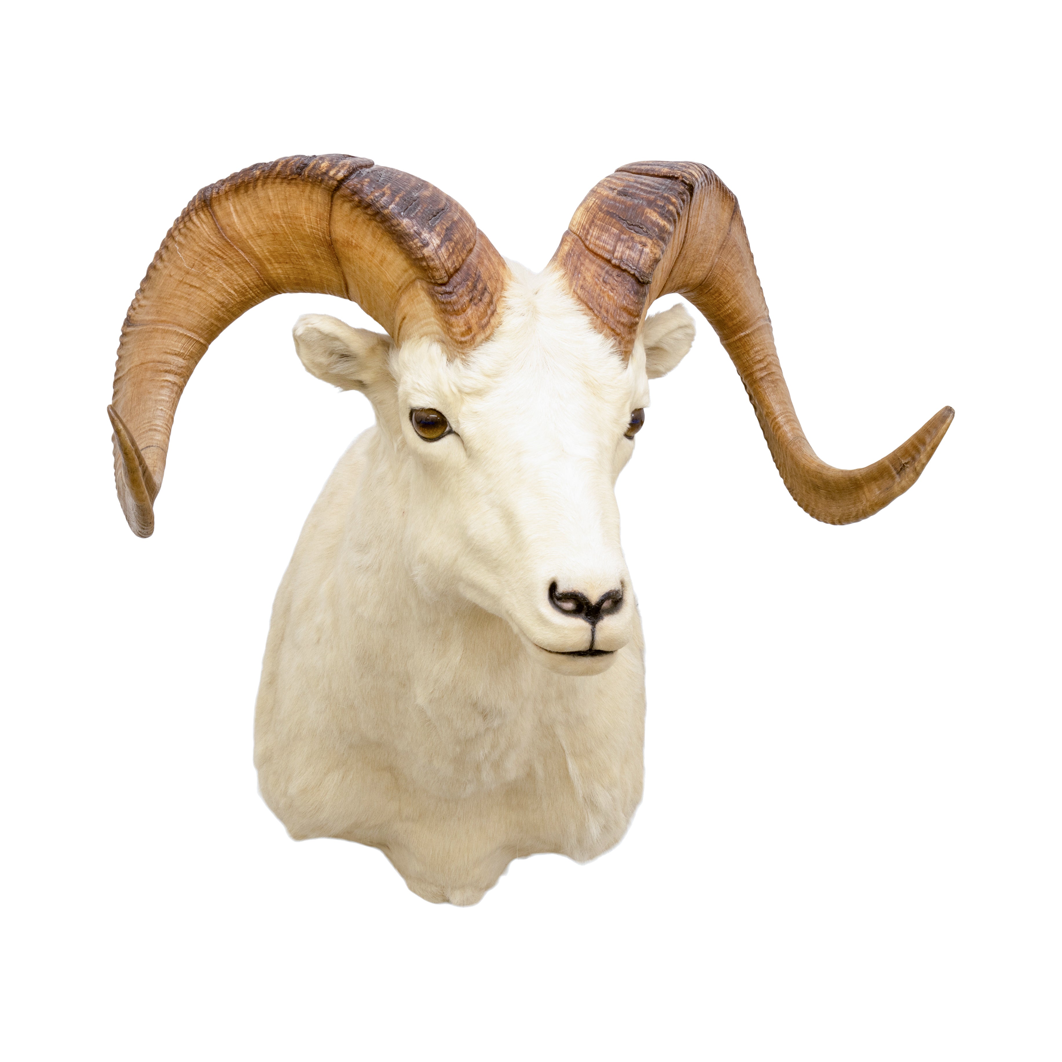 North American Sheep Grand Slam