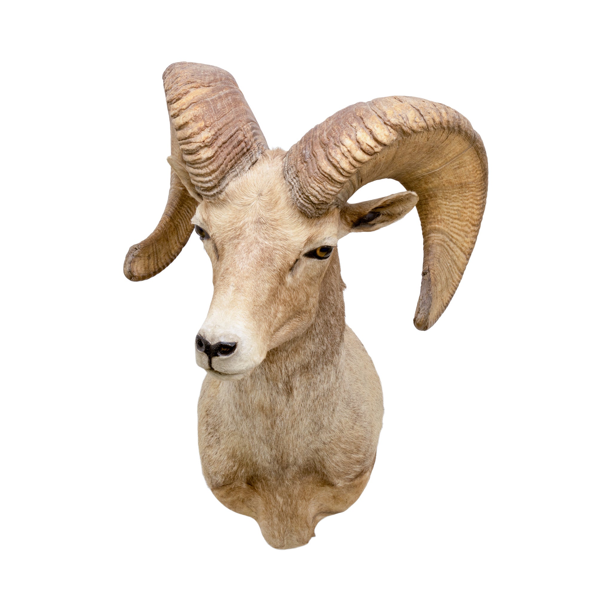 North American Sheep Grand Slam