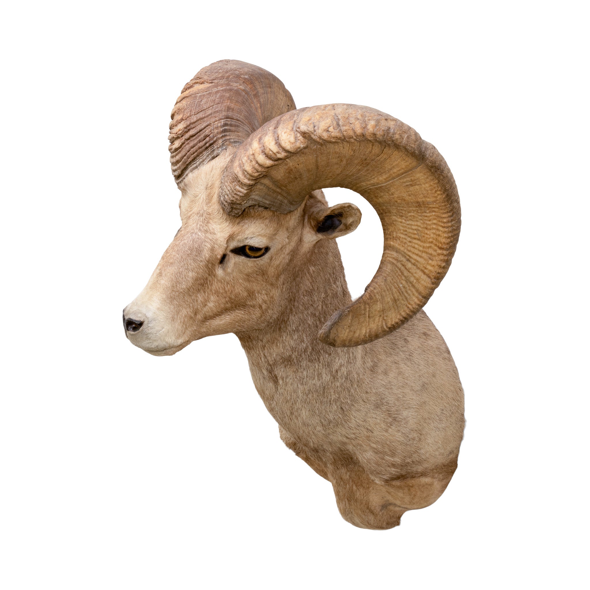 North American Sheep Grand Slam