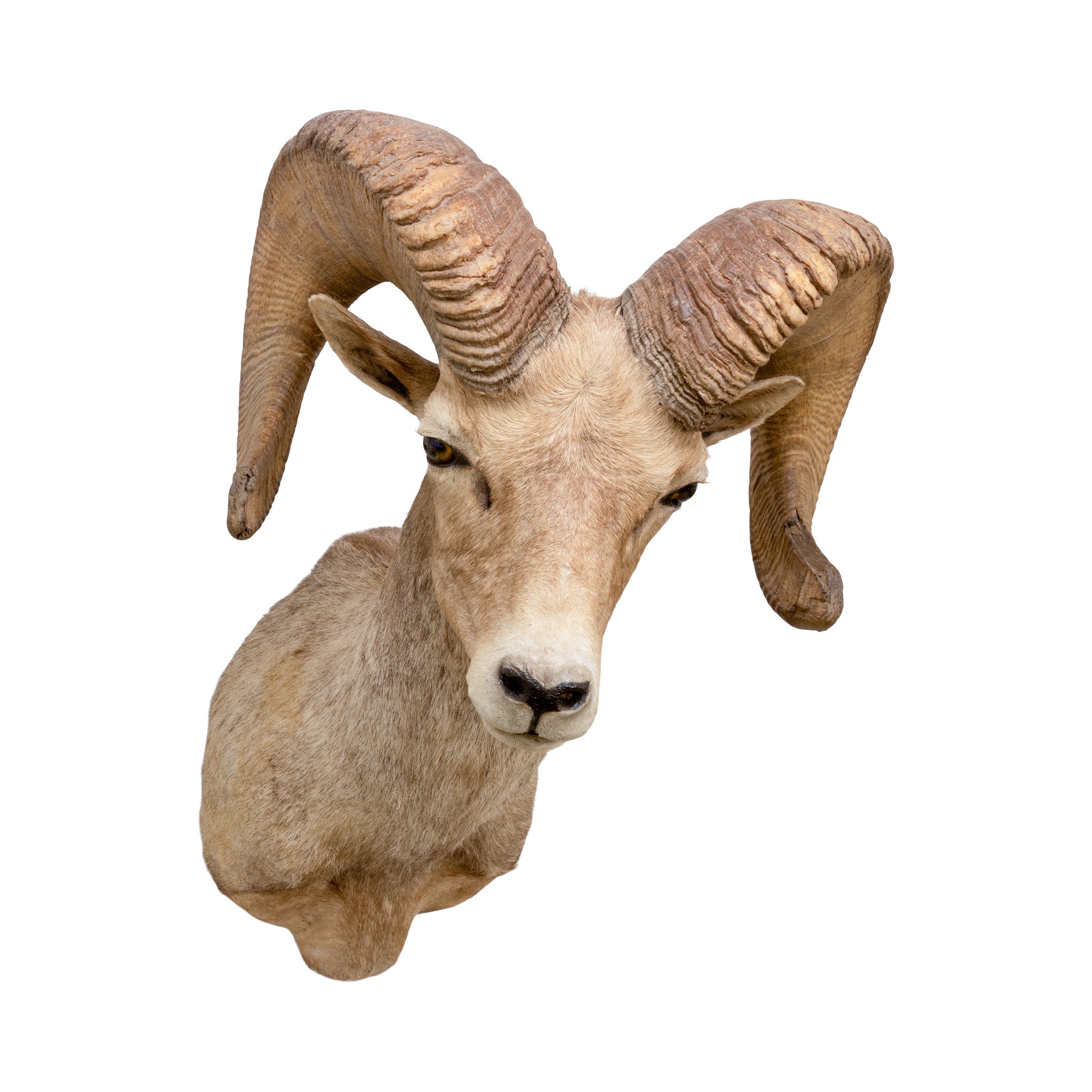 North American Sheep Grand Slam