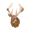 Non Typical Whitetail Deer Mount, Furnishings, Taxidermy, Deer