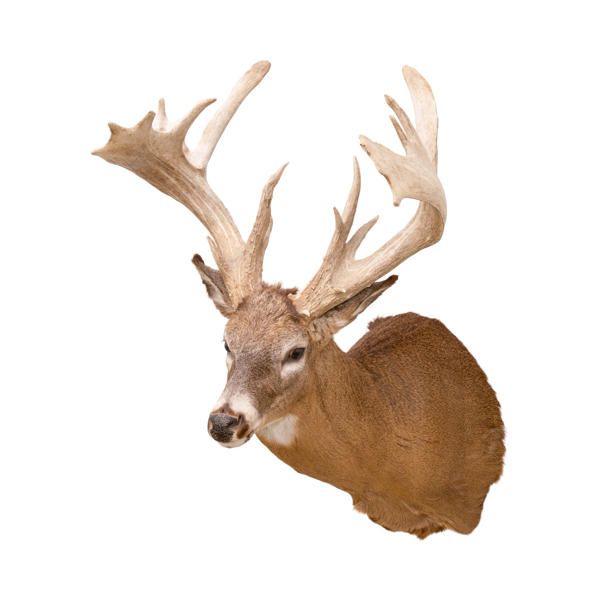 Non Typical Whitetail Deer Mount