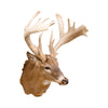 Non Typical Whitetail Deer Mount
