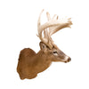 Non Typical Whitetail Deer Mount