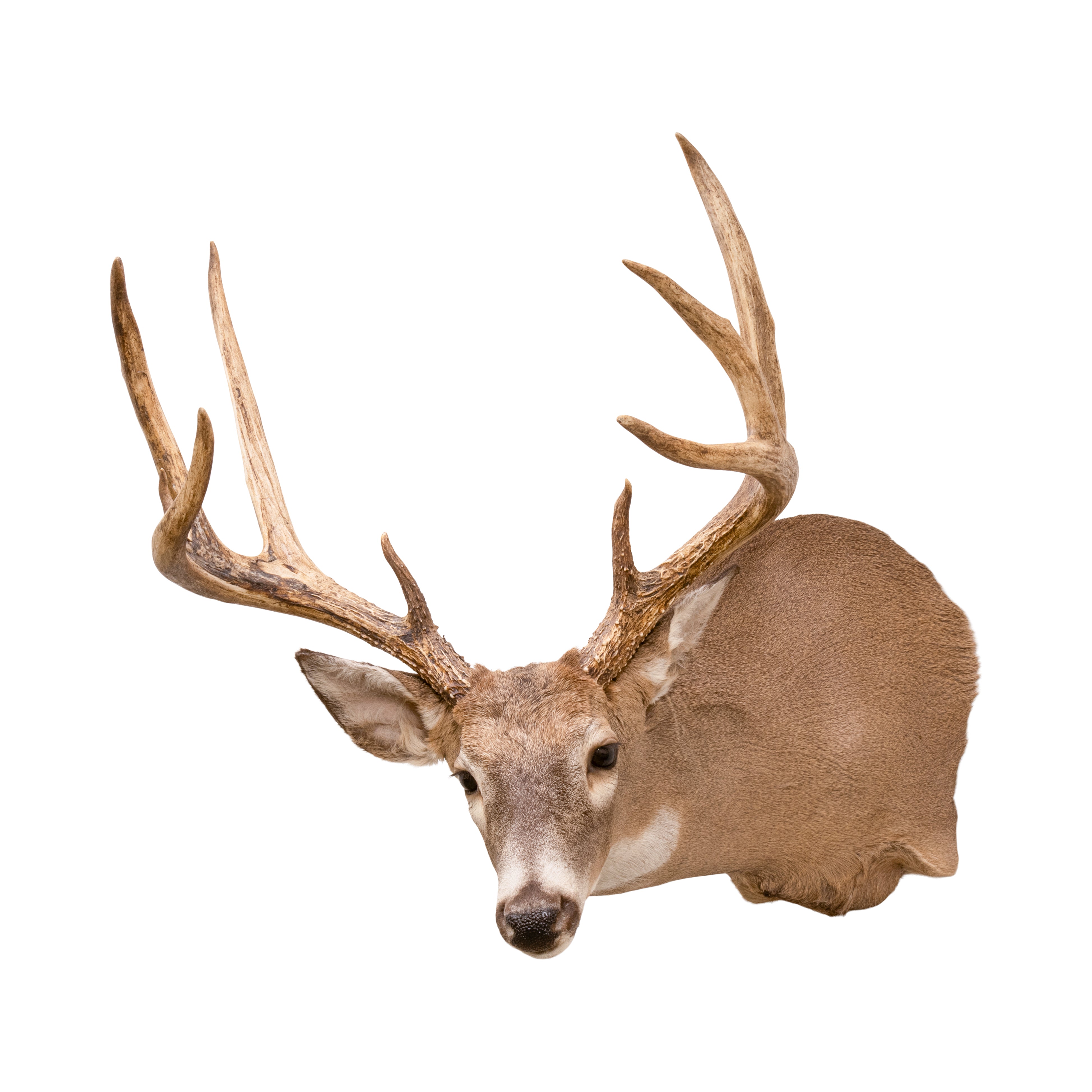 Montana Whitetail Deer Mount