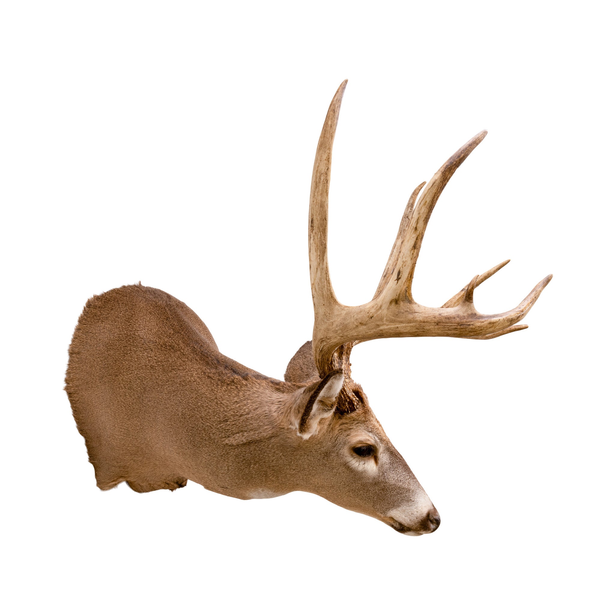 Montana Whitetail Deer Mount