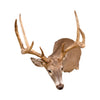 Montana Whitetail Deer Mount