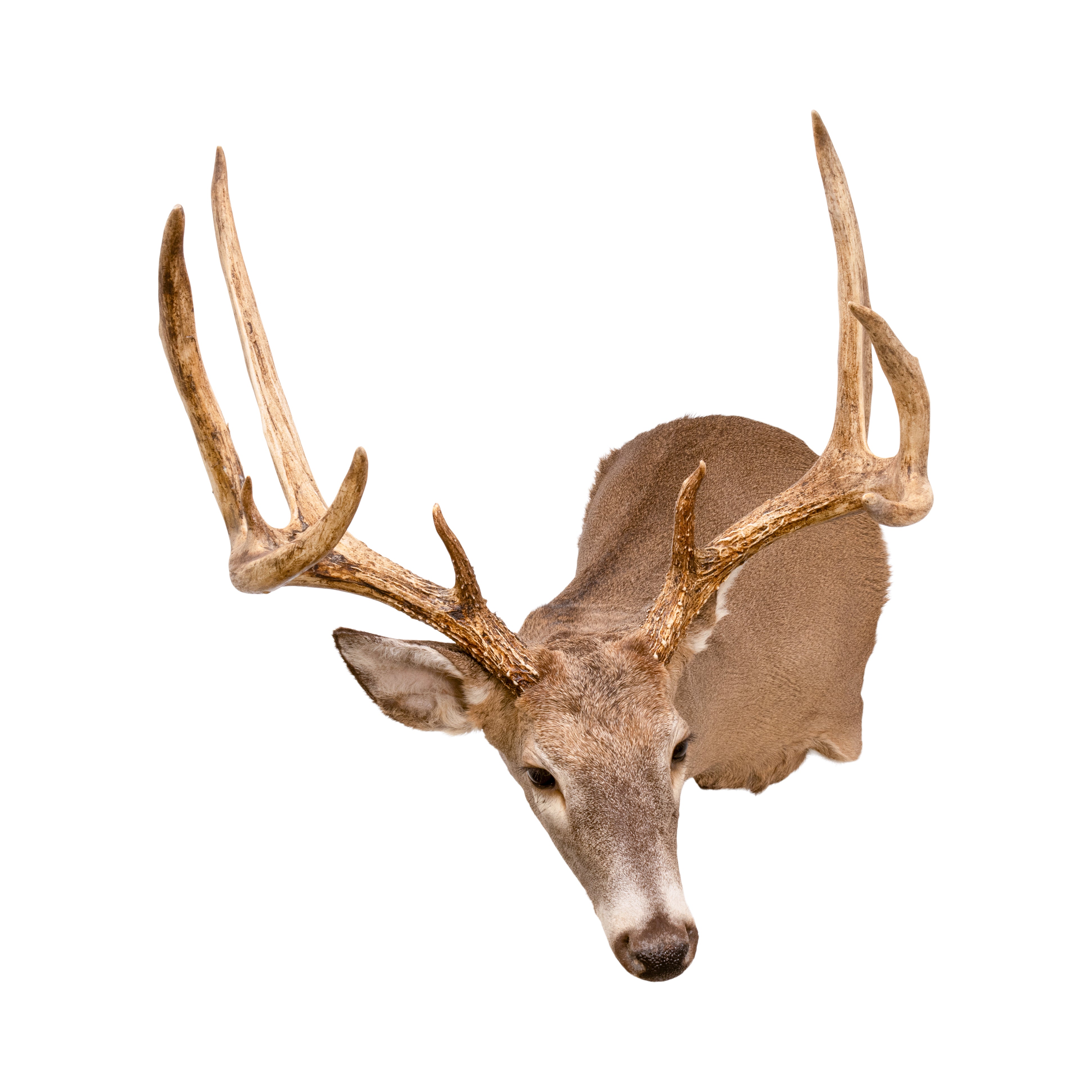 Montana Whitetail Deer Mount