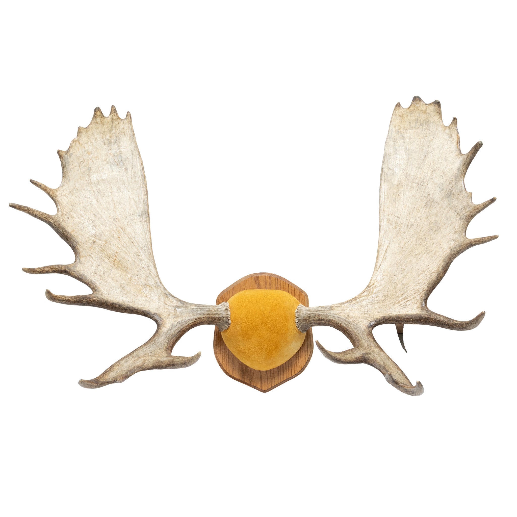 Canadian Moose Antler Rack, Furnishings, Taxidermy, Moose