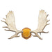 Canadian Moose Antler Rack, Furnishings, Taxidermy, Moose