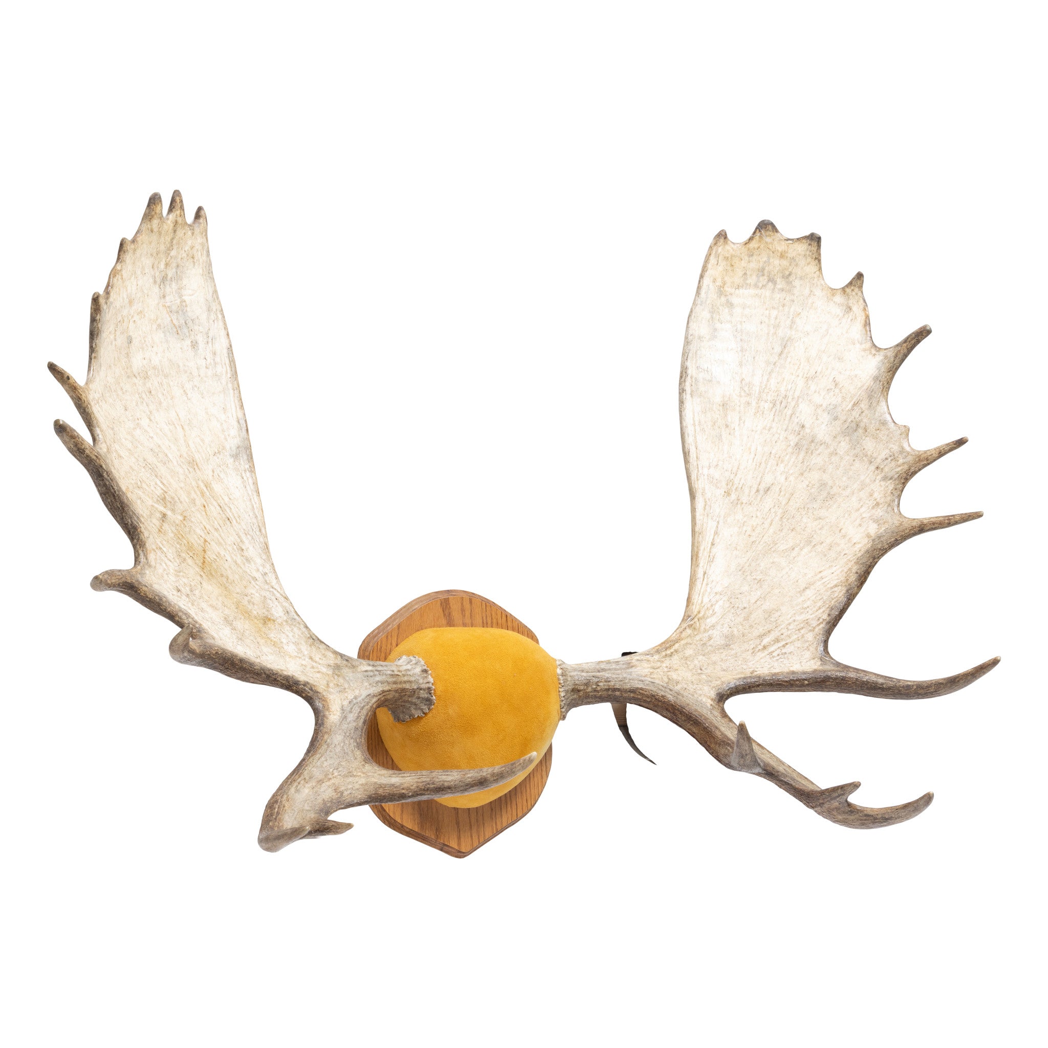 Canadian Moose Antler Rack