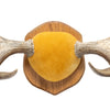 Canadian Moose Antler Rack