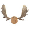 Canadian Moose Antler Rack