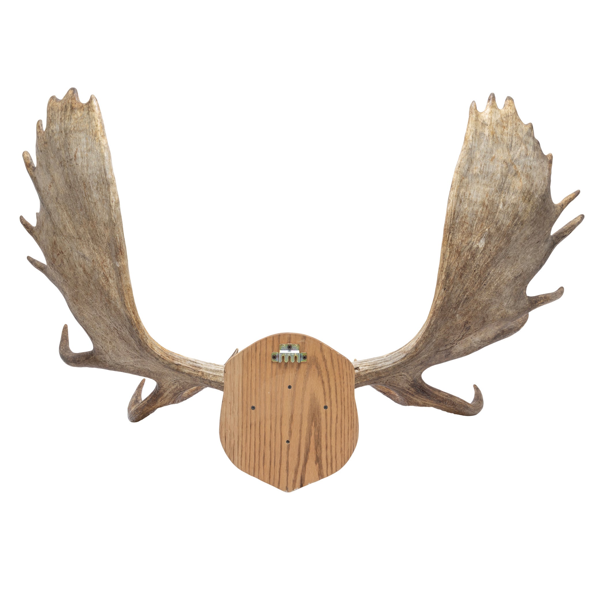 Canadian Moose Antler Rack