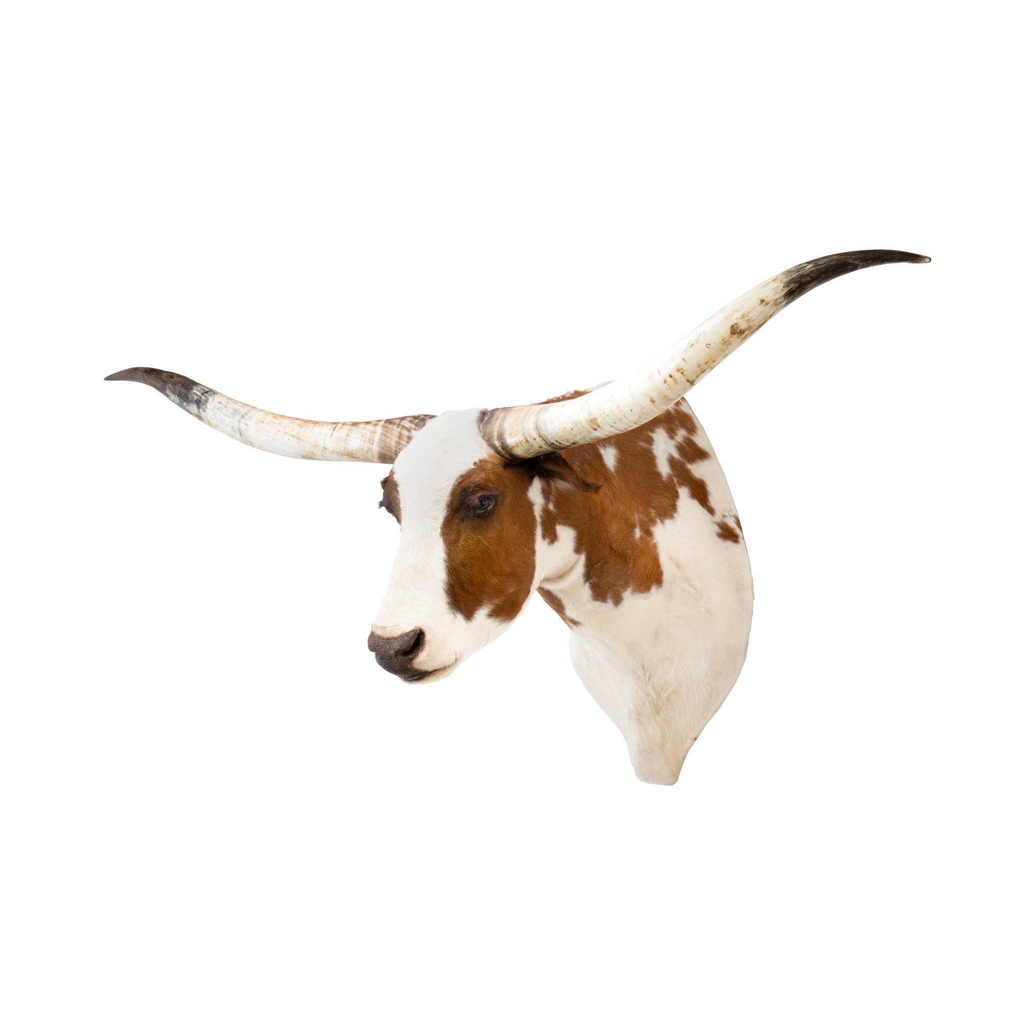 Texas Longhorn Shoulder Mount, Furnishings, Taxidermy, Longhorn