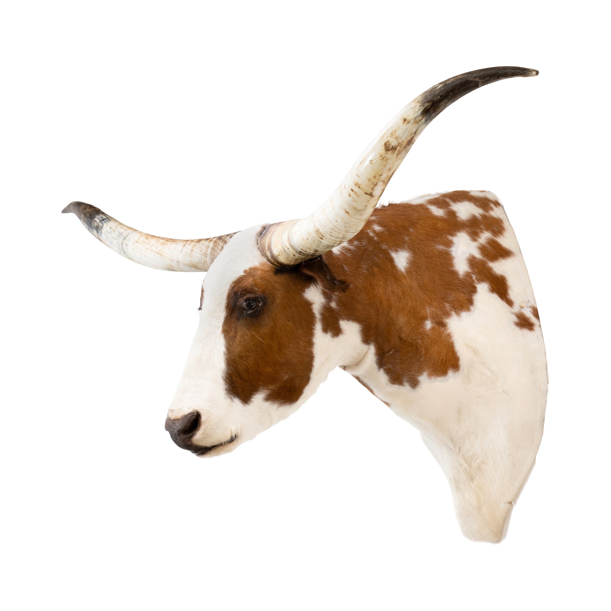 Texas Longhorn Shoulder Mount