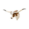 Texas Longhorn Shoulder Mount