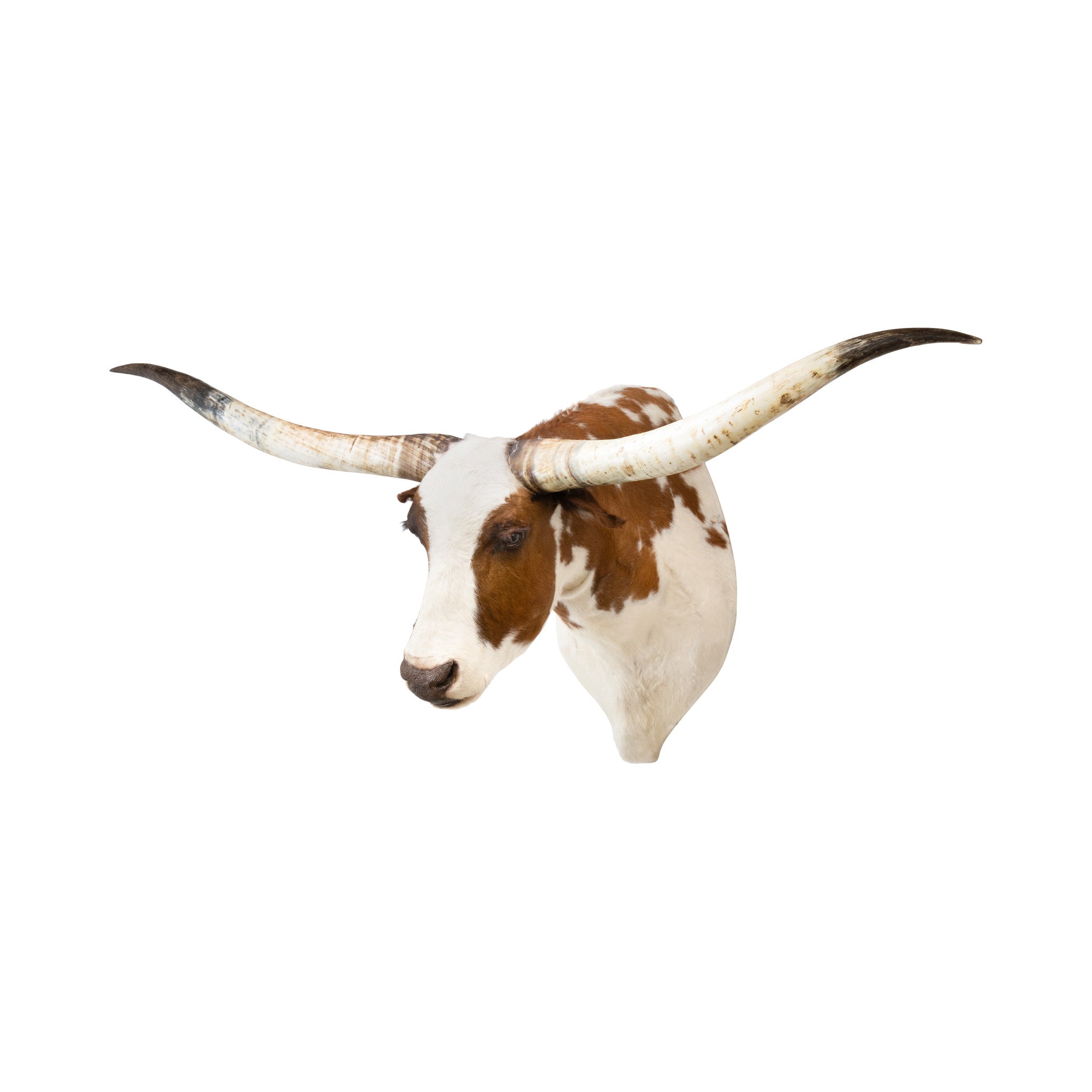 Texas Longhorn Shoulder Mount
