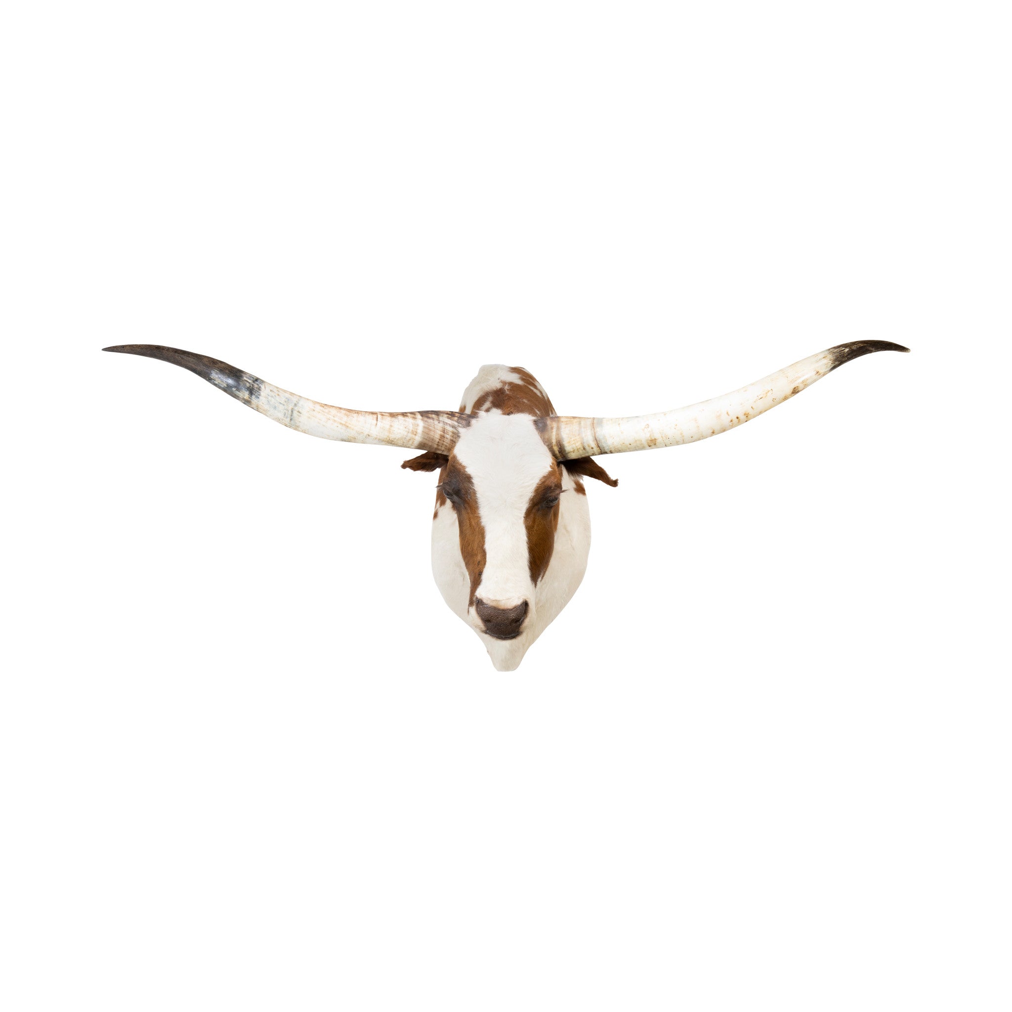 Texas Longhorn Shoulder Mount