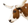 Texas Longhorn Shoulder Mount