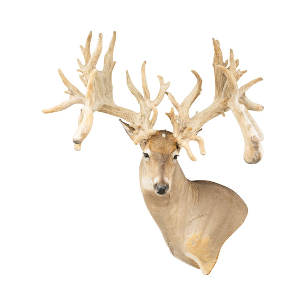 Monster Non-Typical Whitetail Mount, Furnishings, Taxidermy, Deer