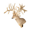 Monster Non-Typical Whitetail Mount