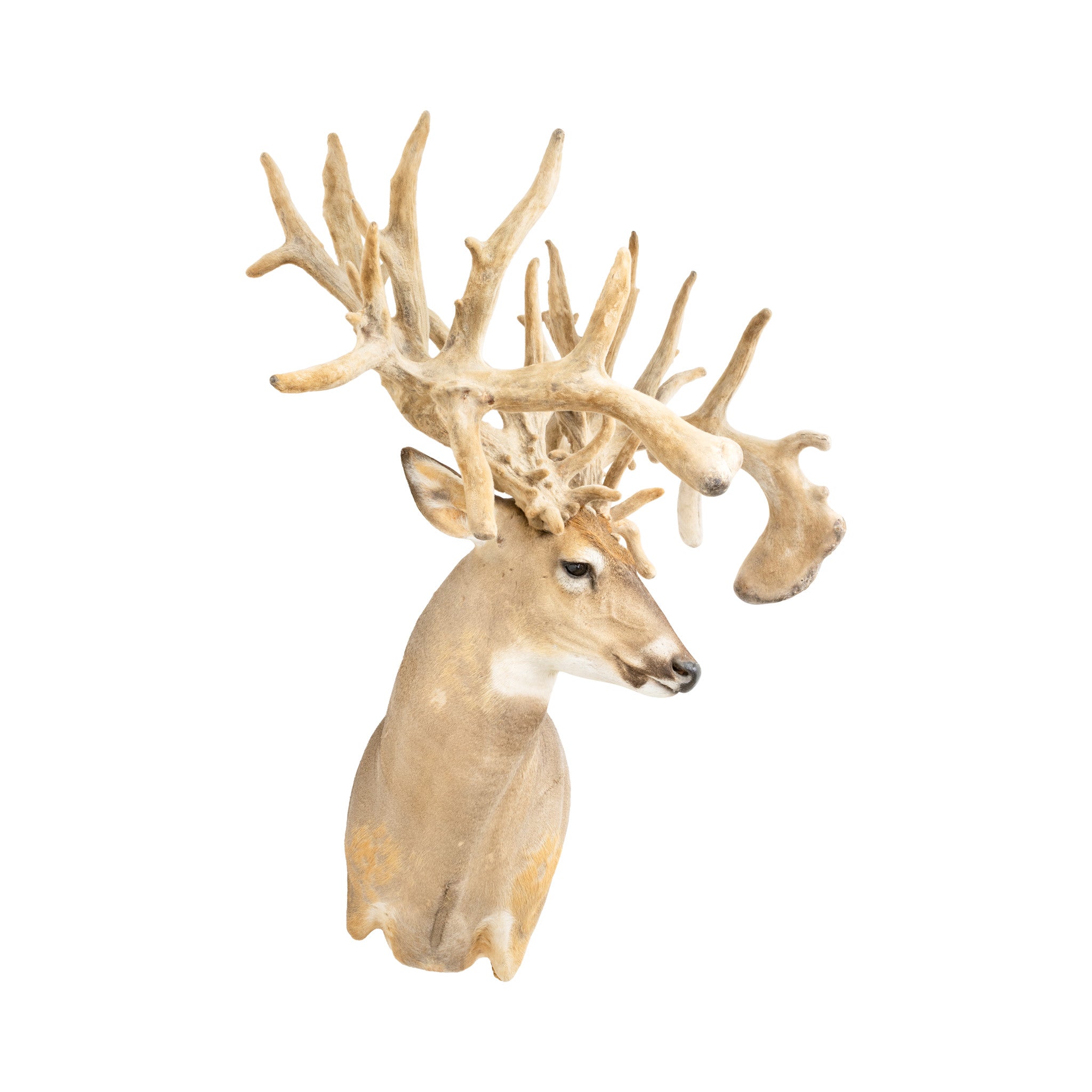 Monster Non-Typical Whitetail Mount