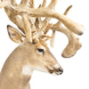 Monster Non-Typical Whitetail Mount