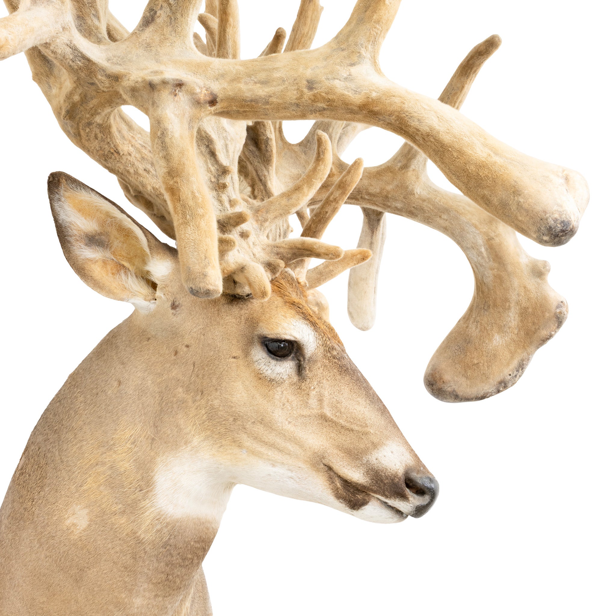 Monster Non-Typical Whitetail Mount