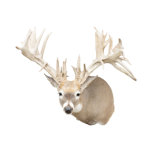 Non-Typical Whitetail Mount, Furnishings, Taxidermy, Deer