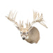 Non-Typical Whitetail Mount, Furnishings, Taxidermy, Deer