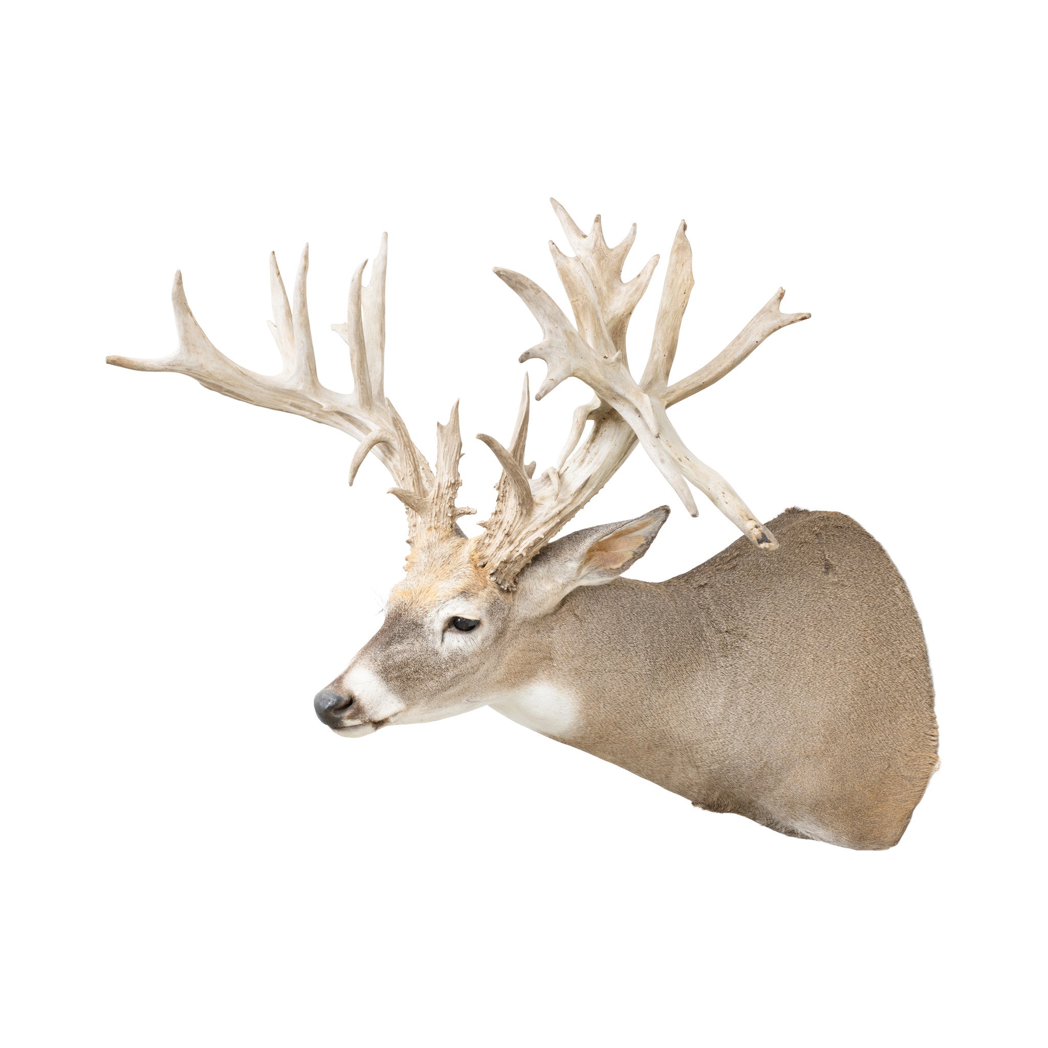 Non-Typical Whitetail Mount