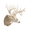 Non-Typical Whitetail Mount