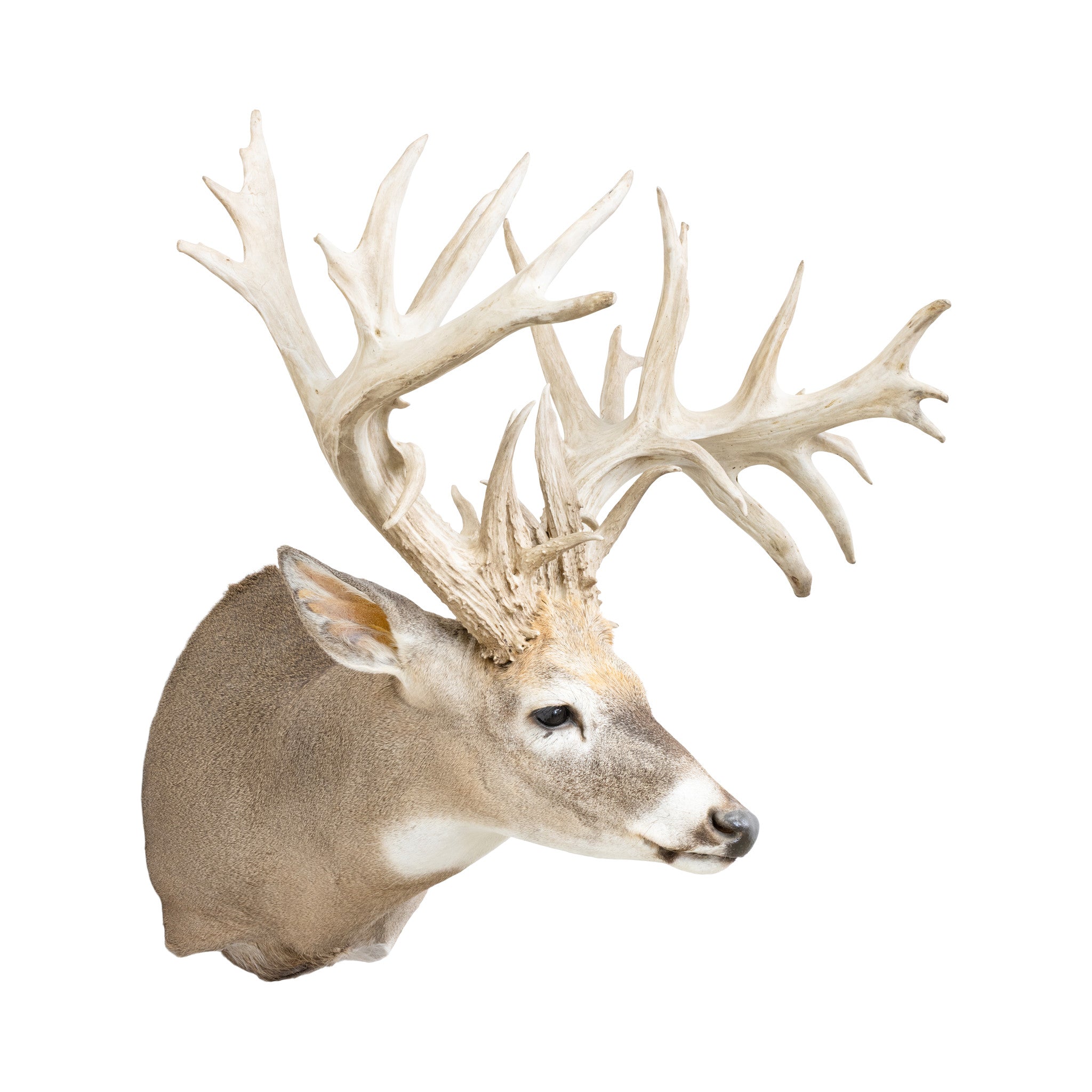 Non-Typical Whitetail Mount