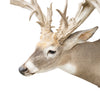 Non-Typical Whitetail Mount