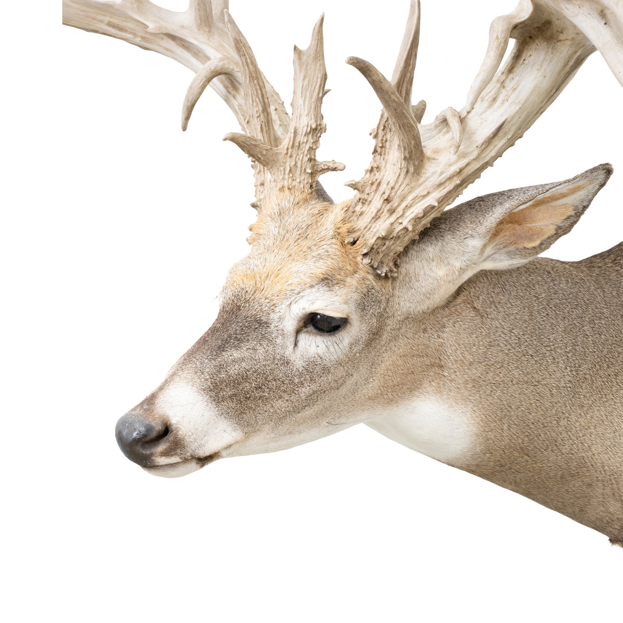 Non-Typical Whitetail Mount