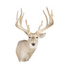 Non-Typical Whitetail Mount, Furnishings, Taxidermy, Deer
