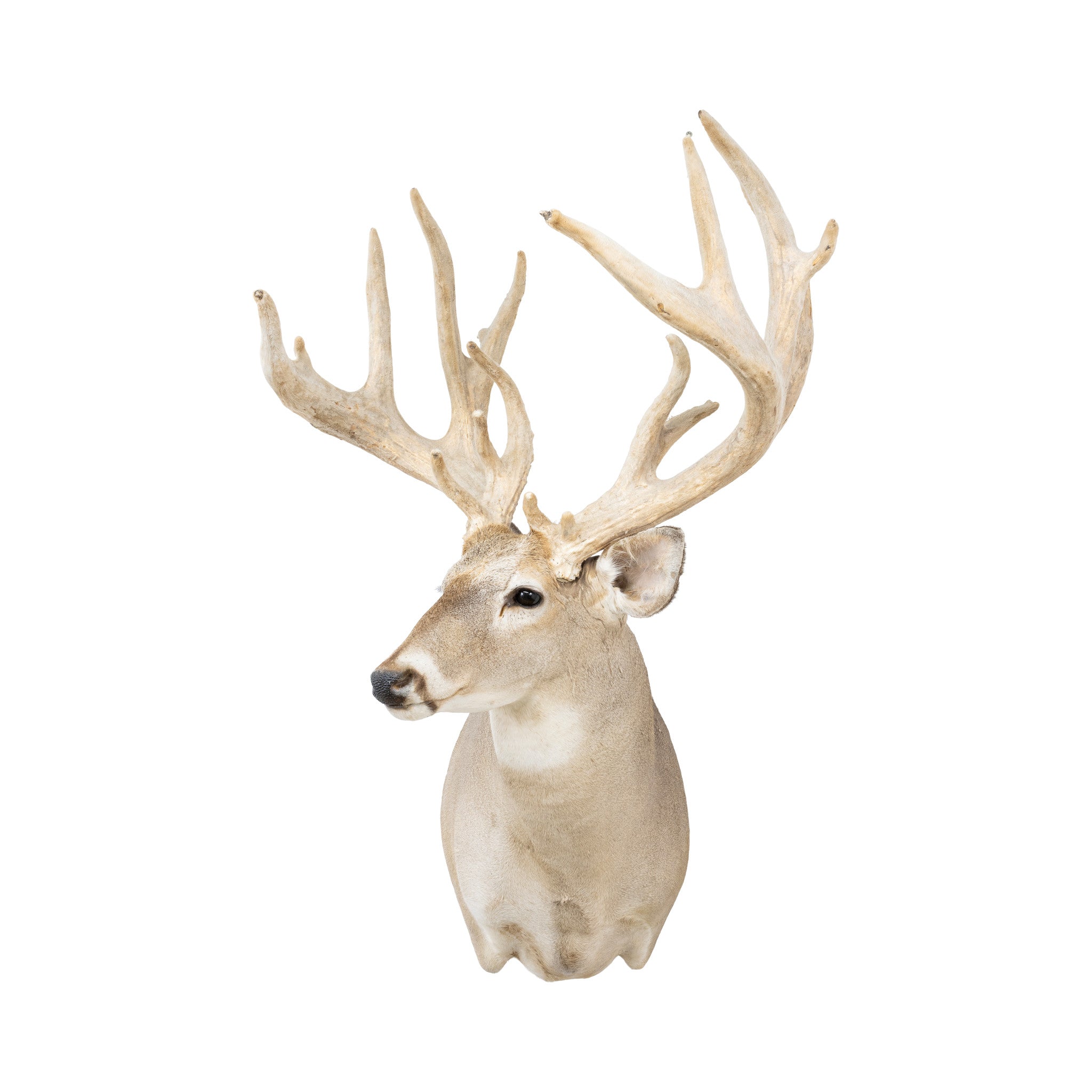 Non-Typical Whitetail Mount
