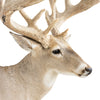 Non-Typical Whitetail Mount