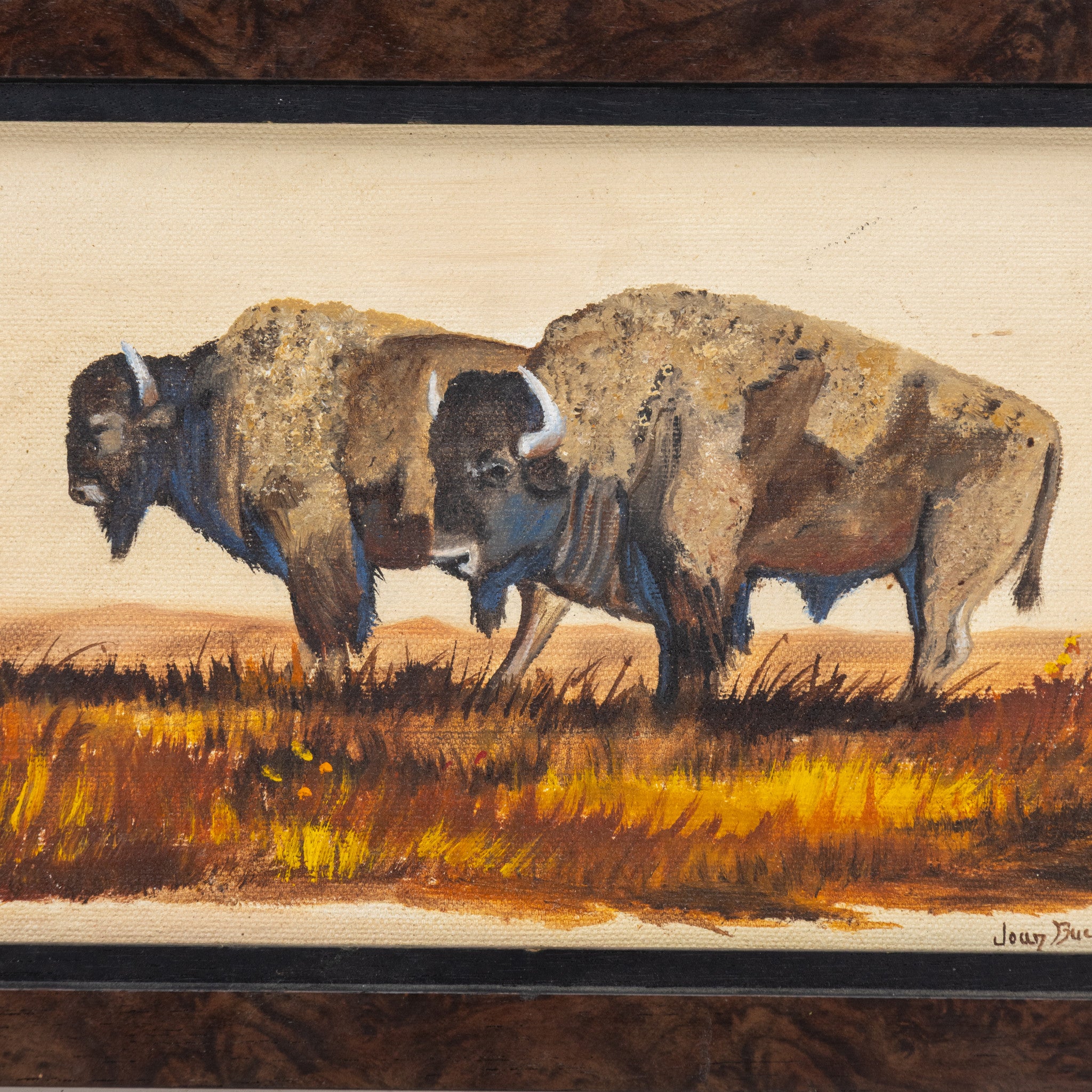 Bison by Joan Buckles