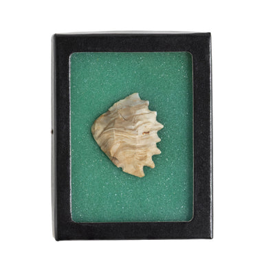 Arizona Scraper, Native, Stone and Tools, Blade