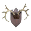Non-Typical Whitetail Plaque, Furnishings, Taxidermy, Deer