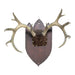 Non-Typical Whitetail Plaque, Furnishings, Taxidermy, Deer