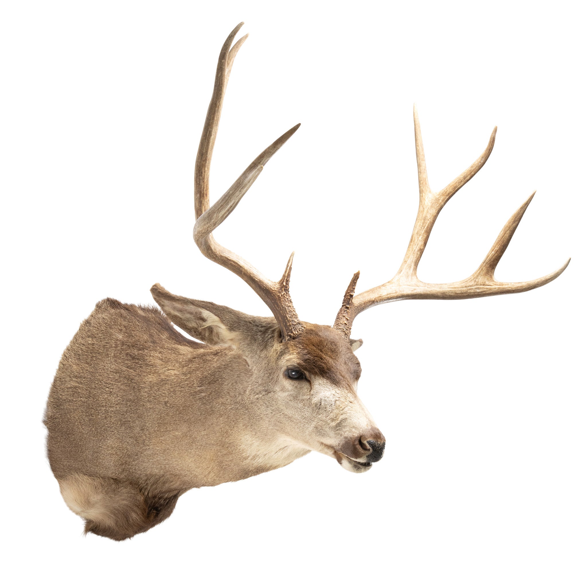 Trophy Mule Deer, Furnishings, Taxidermy, Deer