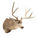 Trophy Mule Deer, Furnishings, Taxidermy, Deer