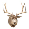 Trophy Mule Deer