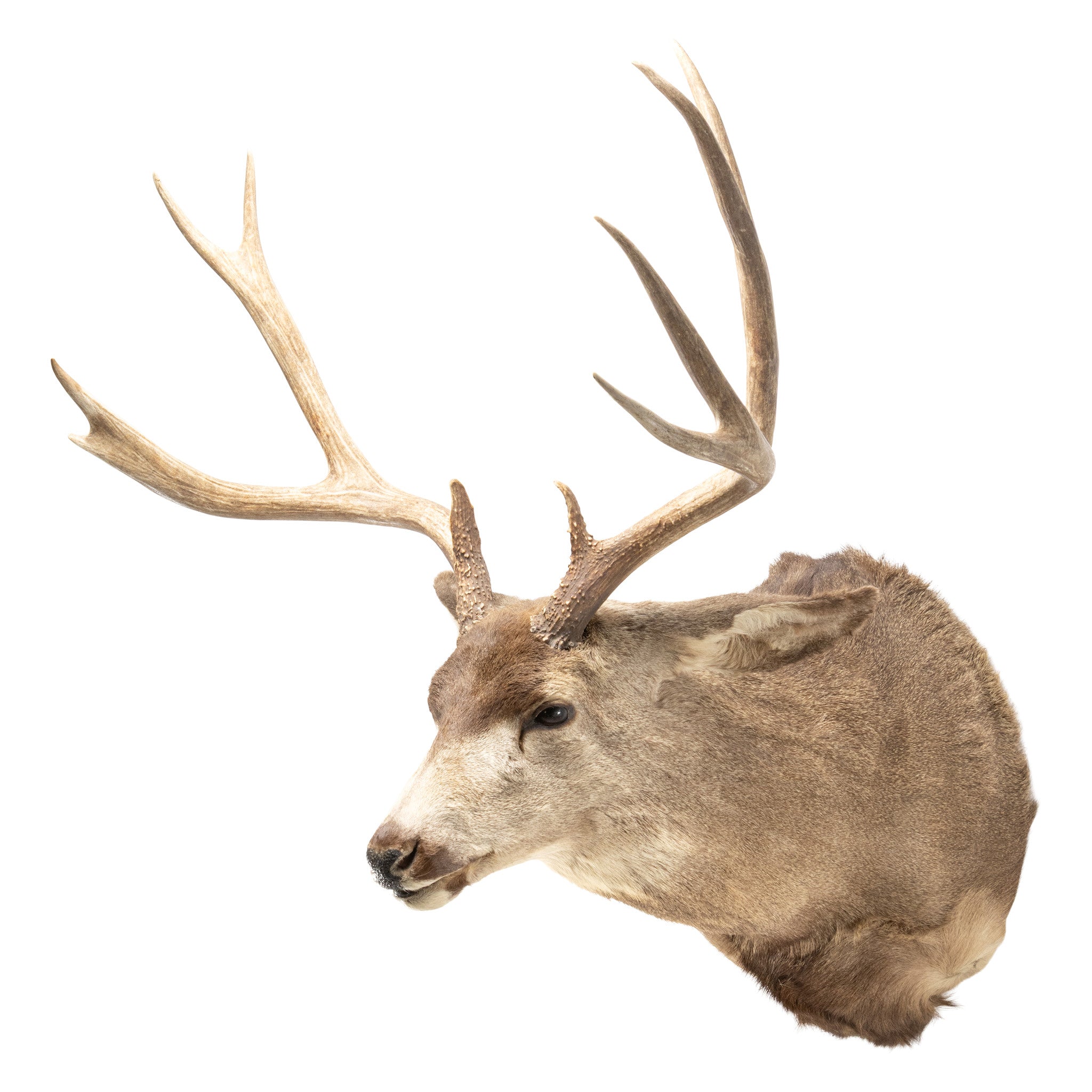 Trophy Mule Deer