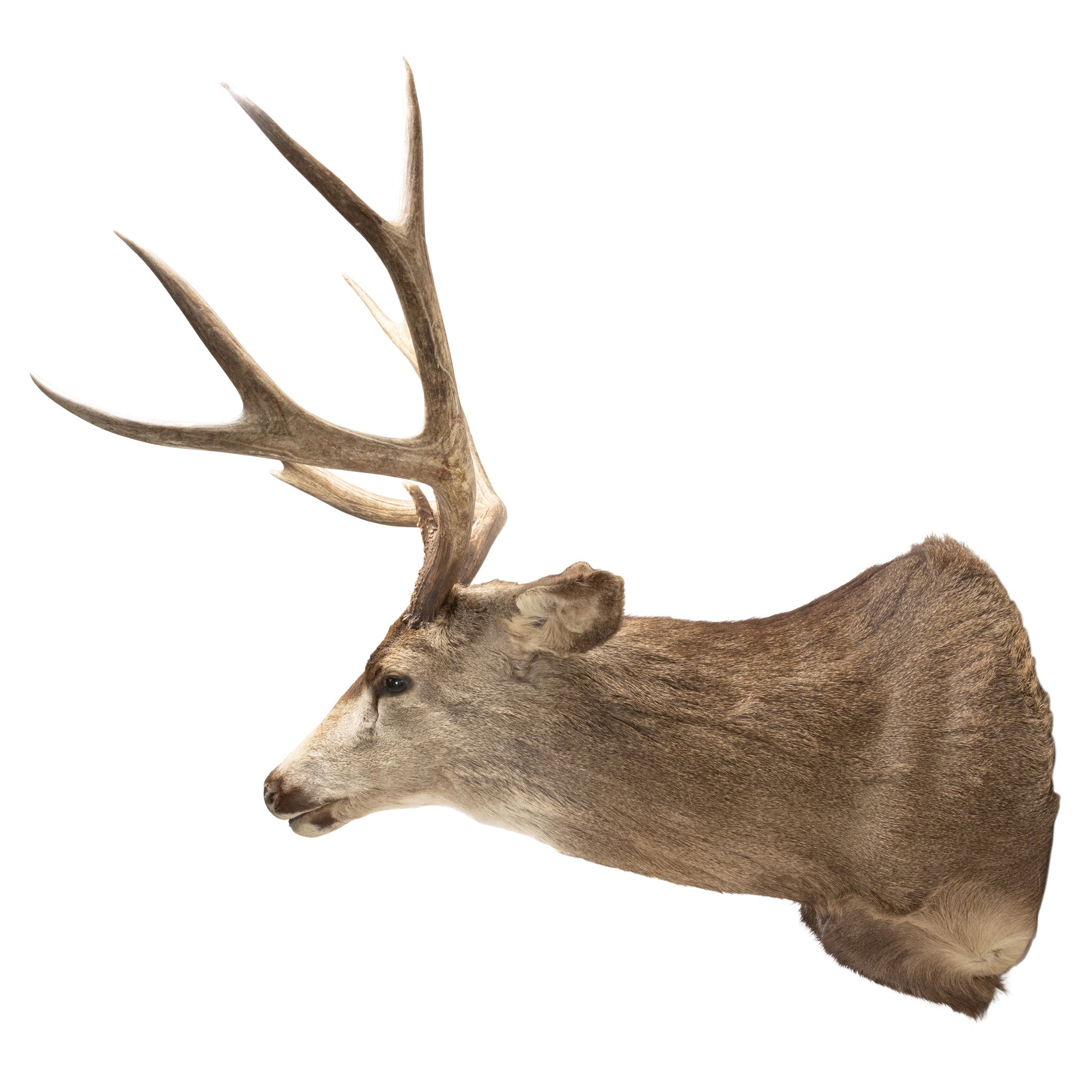 Trophy Mule Deer