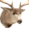 Trophy Mule Deer