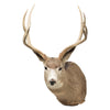 Montana Mule Deer, Furnishings, Taxidermy, Deer